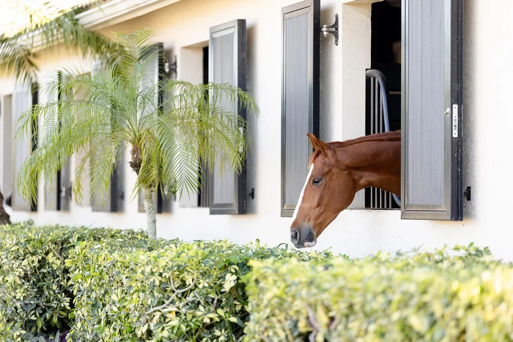 Senior and Equine Photography
