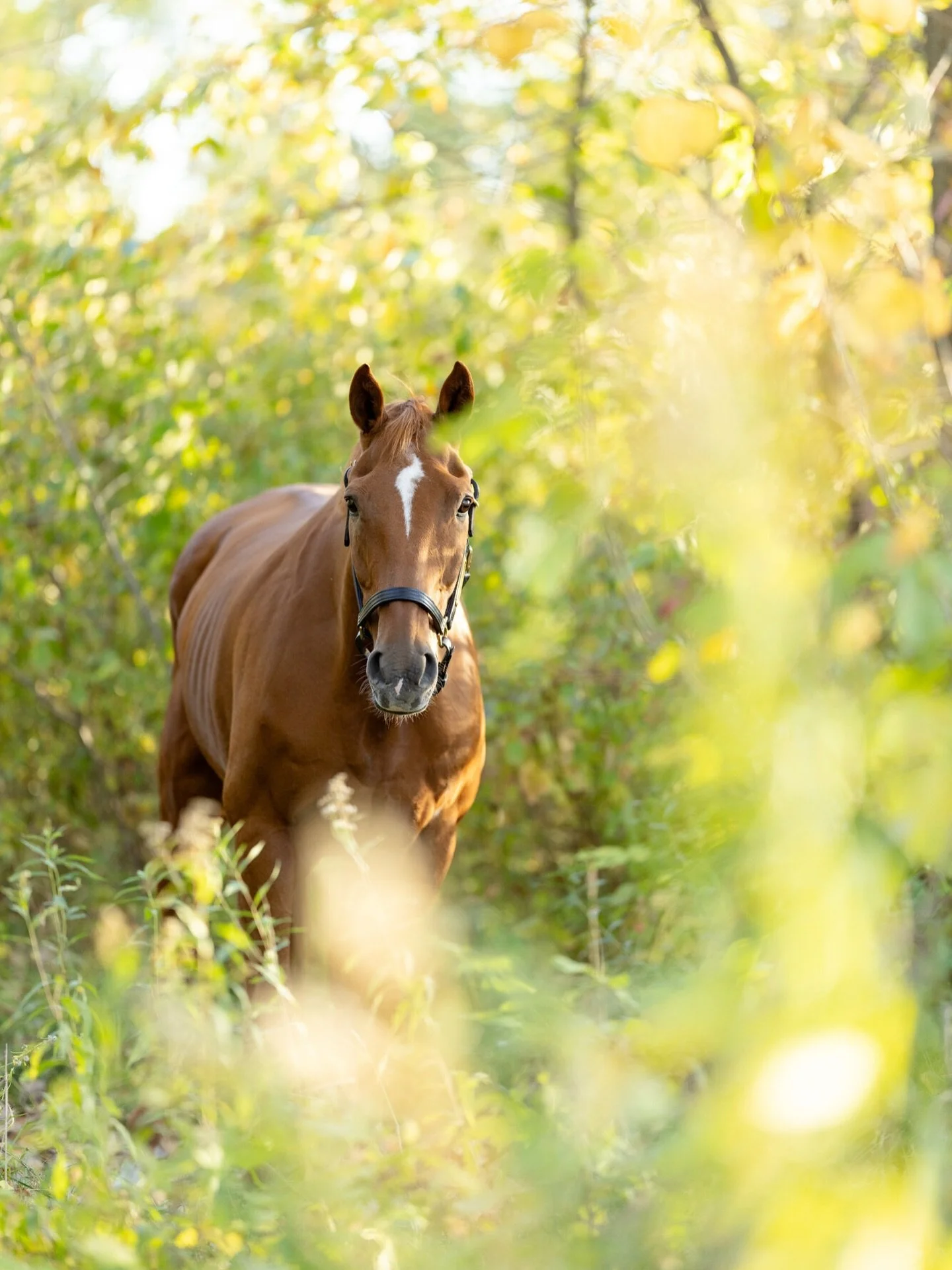 One thing I wish more horse owners did&hellip;

Photograph them before you feel like you have to.

Krista chose to celebrate her senior horse exactly as he was, and that might be one of the most meaningful decisions you can make.

Tell me&hellip; how