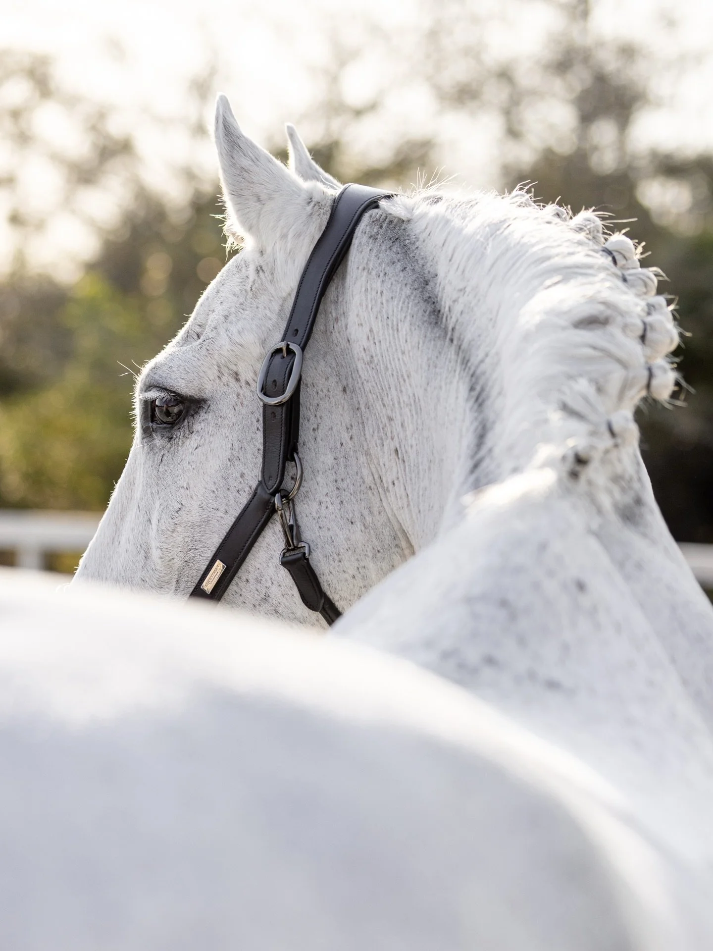 Effortless and Elegant 

If this was your horse, where would you be hanging this in your home?