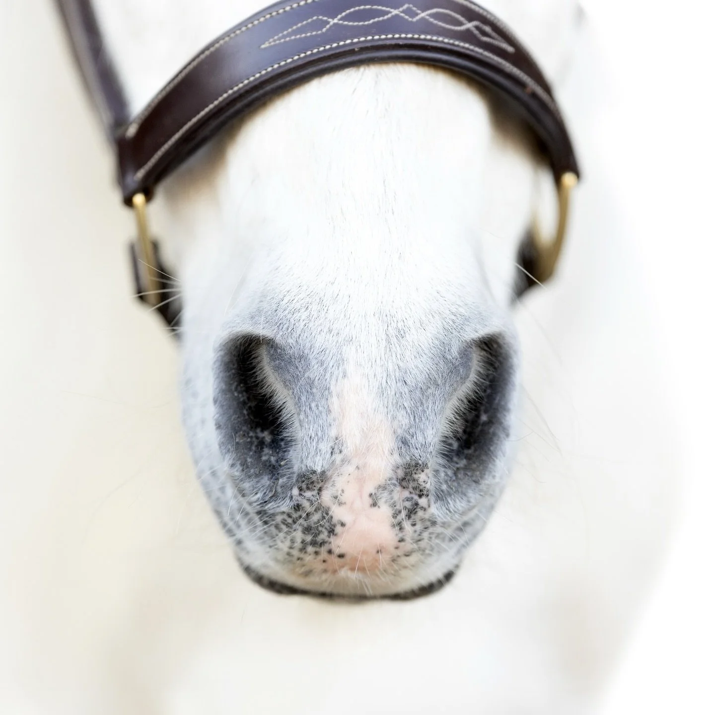 A quiet moment before a very full week.

I&rsquo;m in the middle of editing Florida sessions and getting everything ready for Midwest Horse Fair coming up fast.

This time of year always feels like a sprint, but it&rsquo;s also where so many good thi