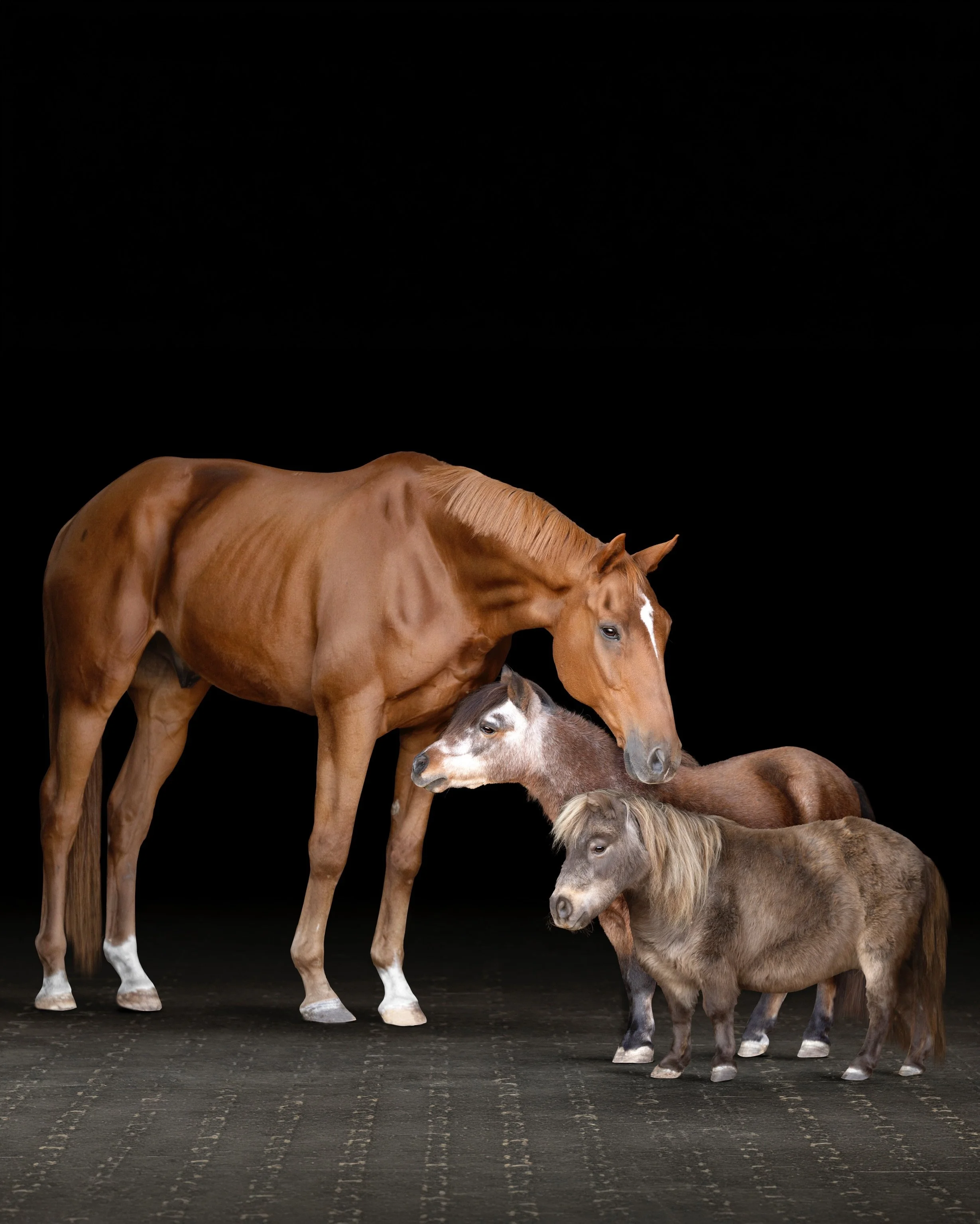 She wanted all of her babies together.

They&rsquo;re all a little older, and making sure they felt safe and comfortable mattered more than anything else. So instead of trying to photograph them all at once, we took our time and photographed each one