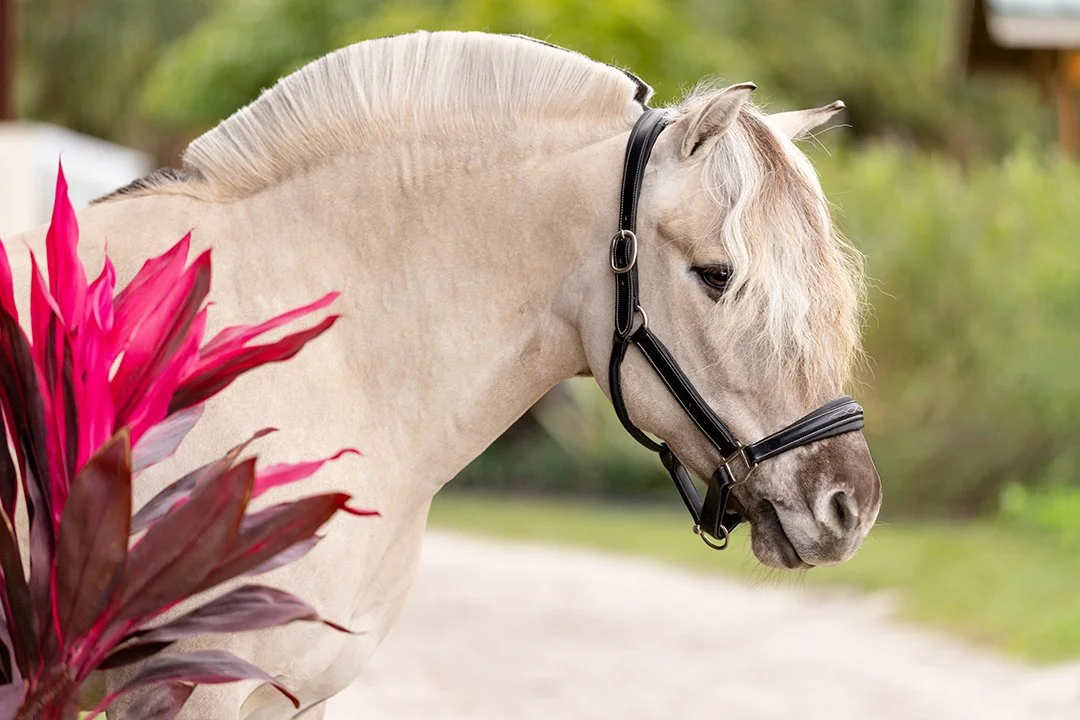 Profile portrait of Norwegian Fjord mare Corgi Hill Flinka during dressage portrait session in Wellington Florida