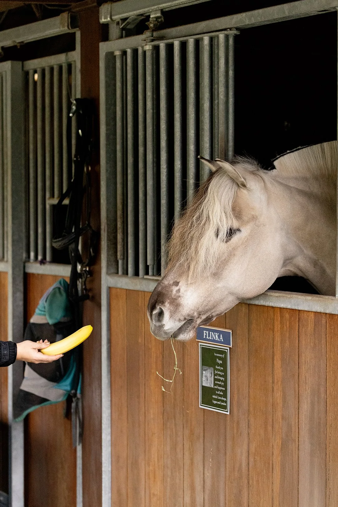 Norwegian Fjord mare Corgi Hill Flinka eating a banana in her stall in Wellington Florida