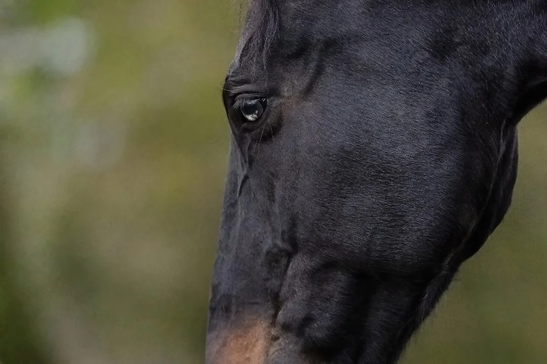 A close-up detail portrait of Julie’s black dressage horse during an outdoor equine photography session in Plymouth, Wisconsin.