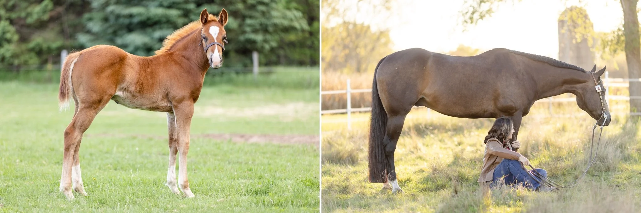 Photograph Quarter horses when they are squared up.
