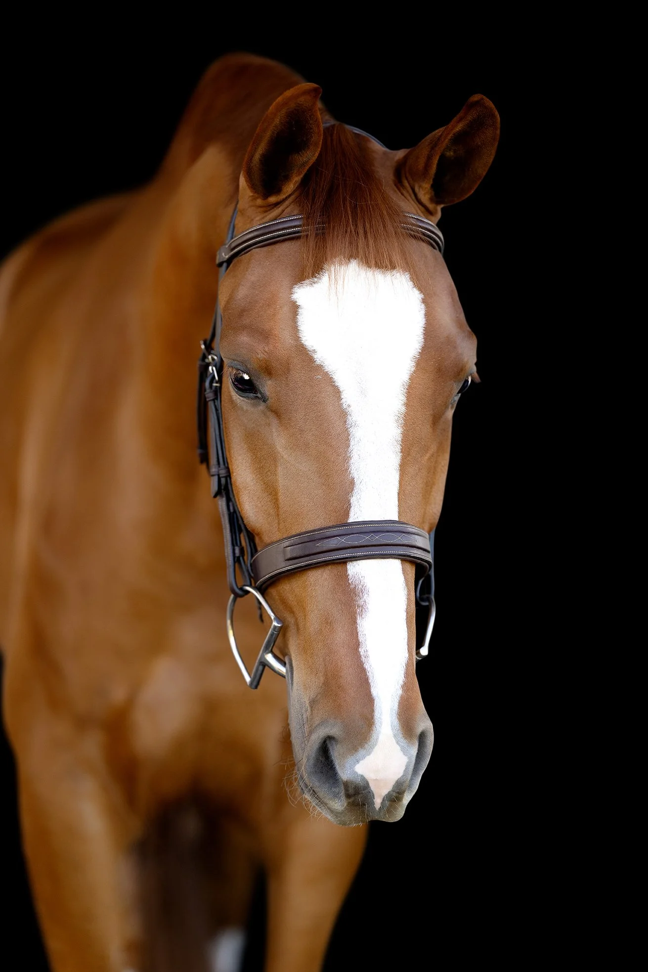 Close-up photo of Dutch Warmblood's face with white blaze, captured during a horse and rider session in Palm Beach Point, Wellington