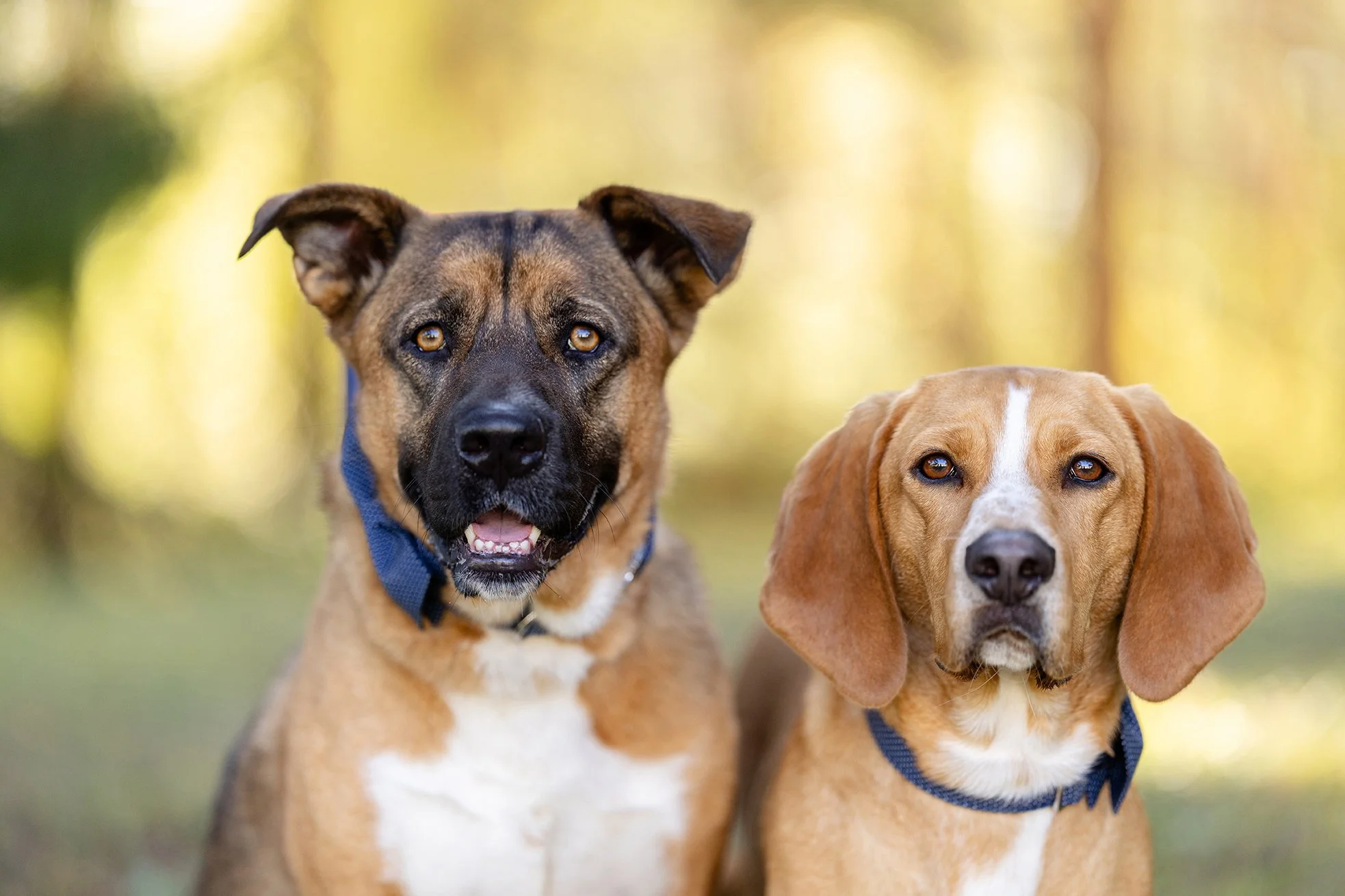 Two rescue dogs together for their Wisconsin Portraits