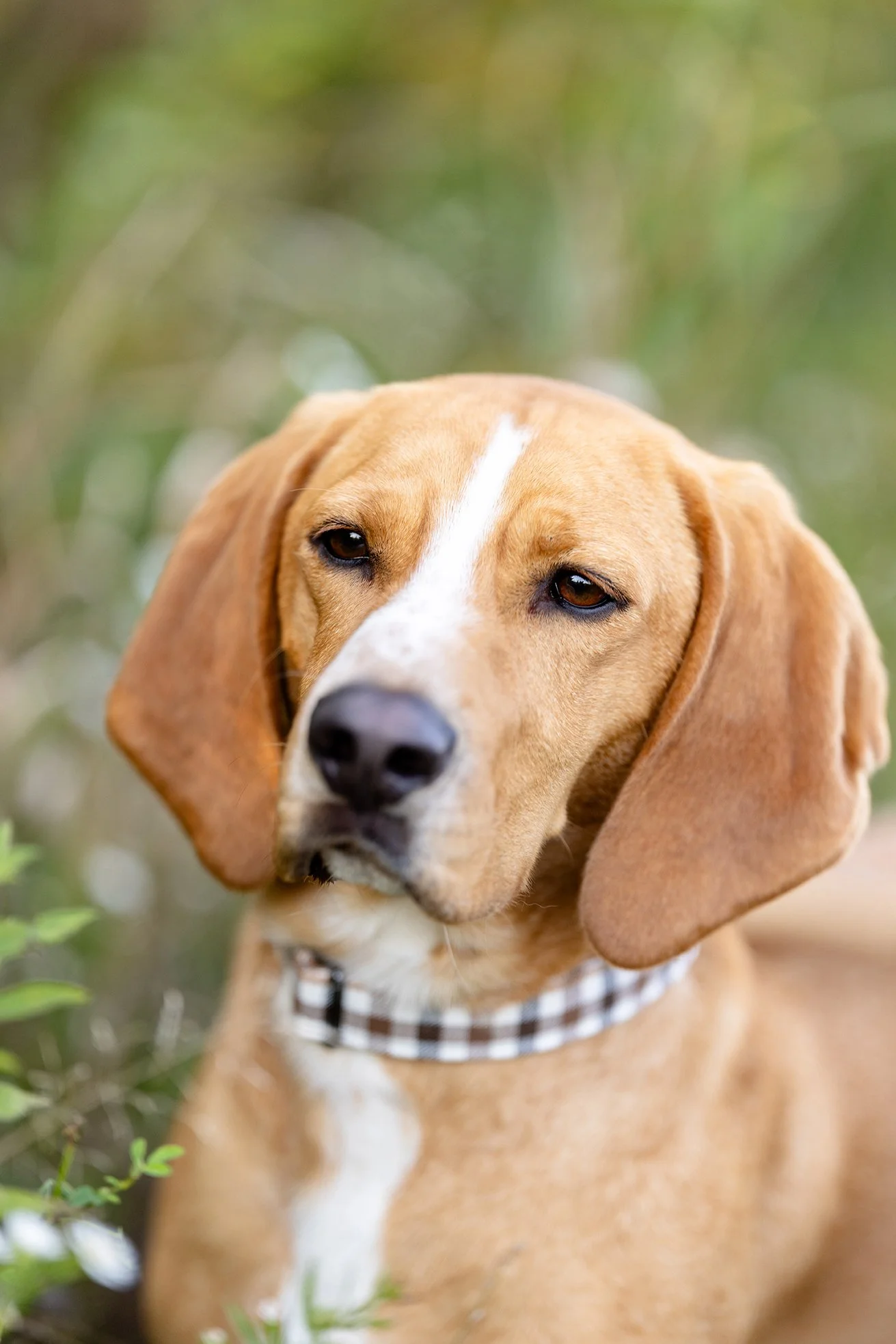Rescue dog, posing for his photo wearing a plaid dog collar in the daisies