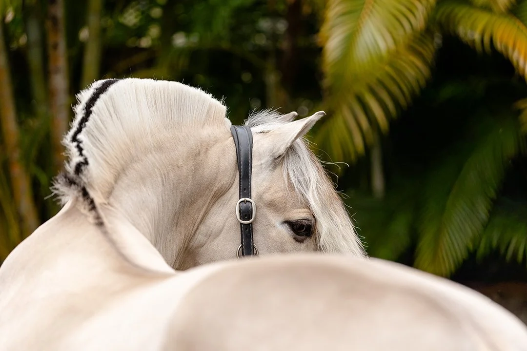 Norwegian Fjord dressage mare Corgi Hill Flinka portrait with palm trees in Wellington Florida