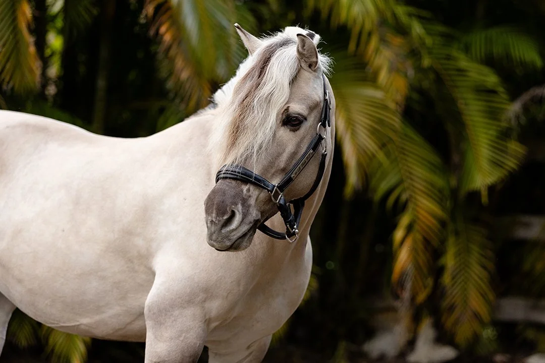 Norwegian Fjord dressage mare Corgi Hill Flinka portrait with palm trees in Wellington Florida