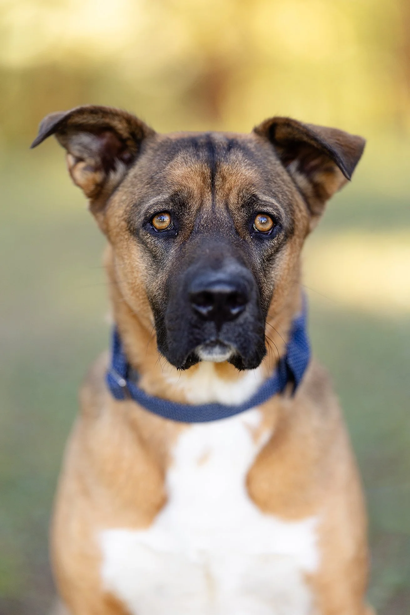 Wisconsin Rescue Dog Posing for his picture