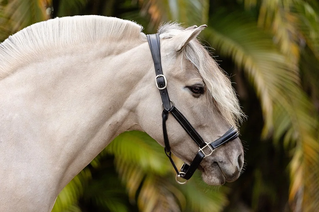 Norwegian Fjord dressage mare Corgi Hill Flinka portrait with palm trees in Wellington Florida