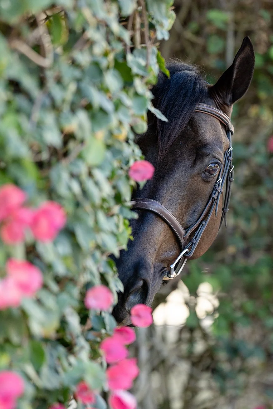 Horse & Rider Portraits in Wellington, FL | Fine Art Equestrian Photography