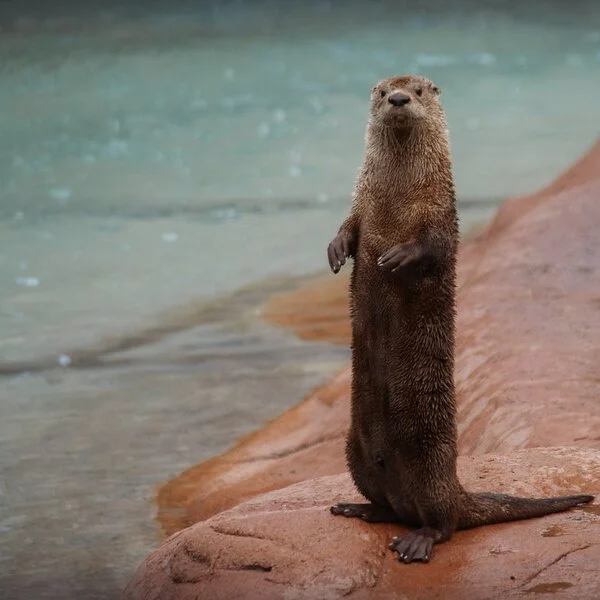 Paying Attention (Alex Siemers)