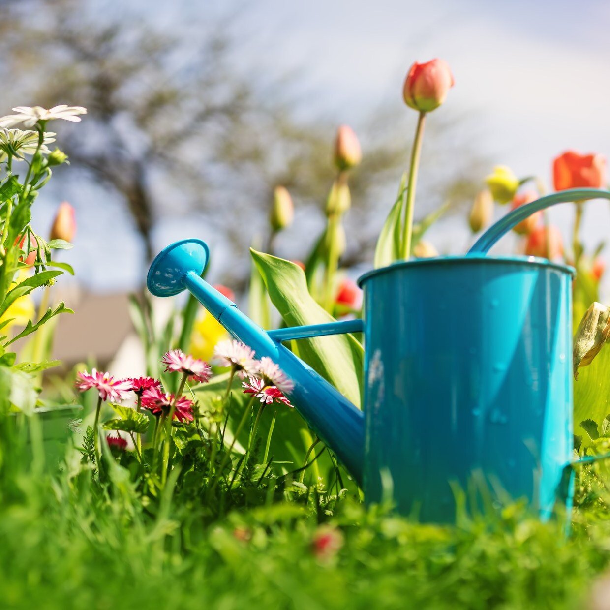 💦 Water Wednesday 💦

Starting a garden is rewarding, especially for beginners. Breaking down projects into manageable steps allows you to ease into gardening at your own pace. Enjoy beautiful views, delicious flavors, and colorful blooms! Check out