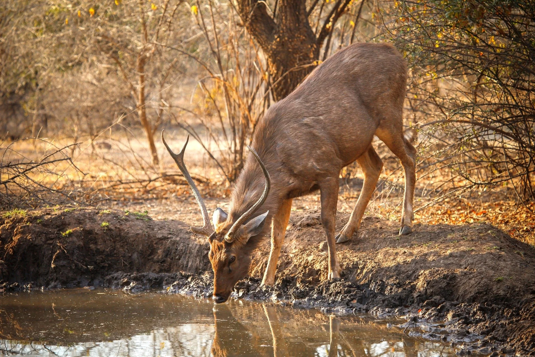 🦆 Happy National Wildlife Day! 🐟

Clean water doesn&rsquo;t just keep us healthy, it&rsquo;s vital for every fish, bird, and animal that calls our community home. By protecting our water, we&rsquo;re protecting wildlife too. 💙

#NationalWildlifeDa