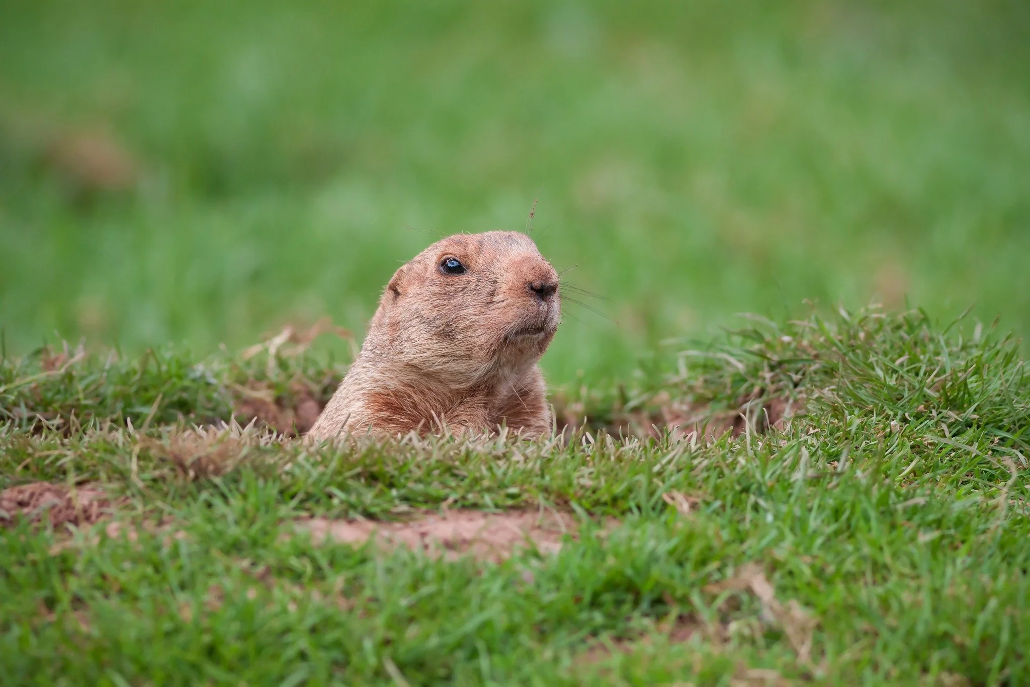 It&rsquo;s Groundhog Day! Shadow or no shadow, seasonal change is already underway. As winter progresses, water continues its cycle through snow, ice, and early melt into spring. 💦

#groundhogday #water #seasons