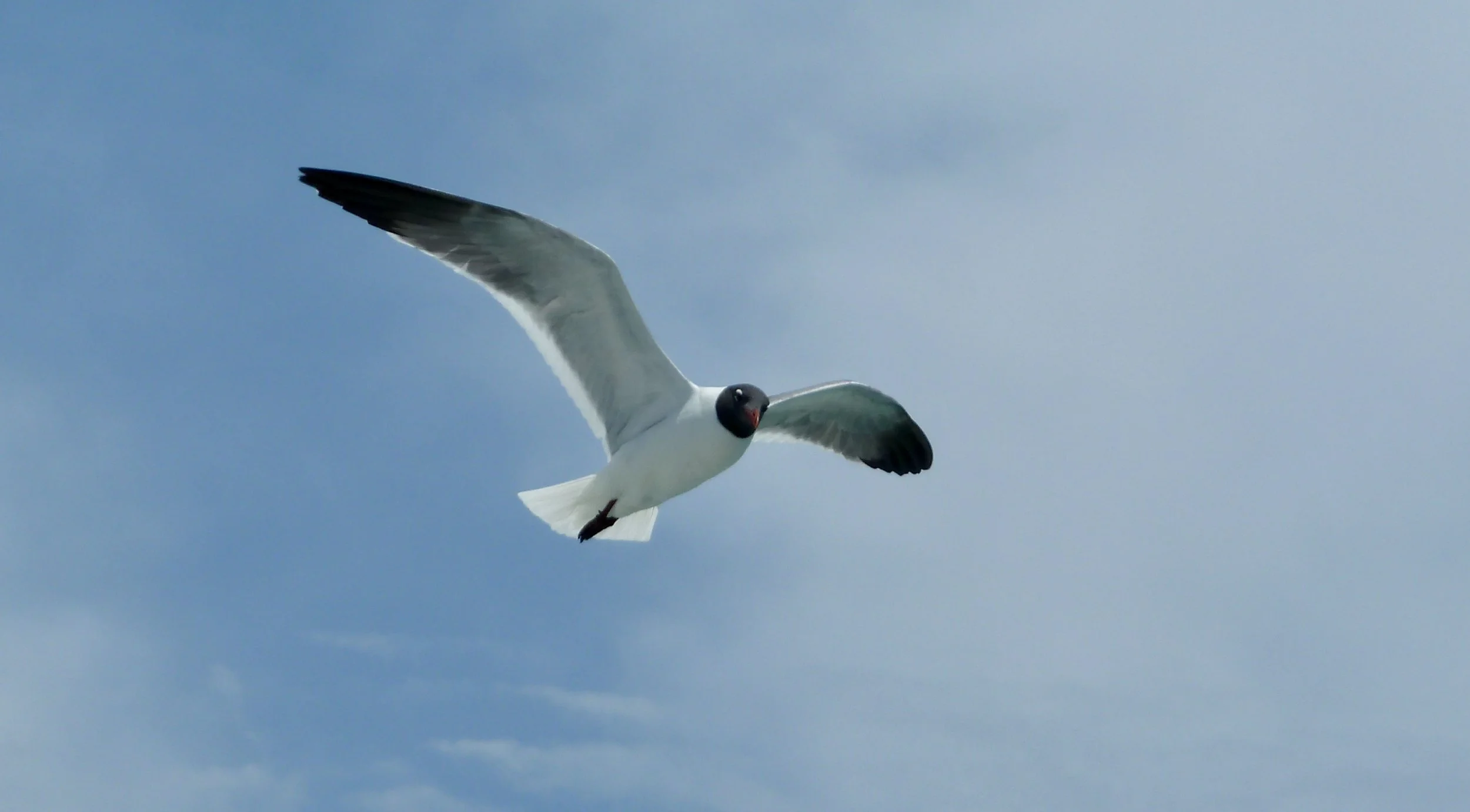 Flying Seagull.JPG