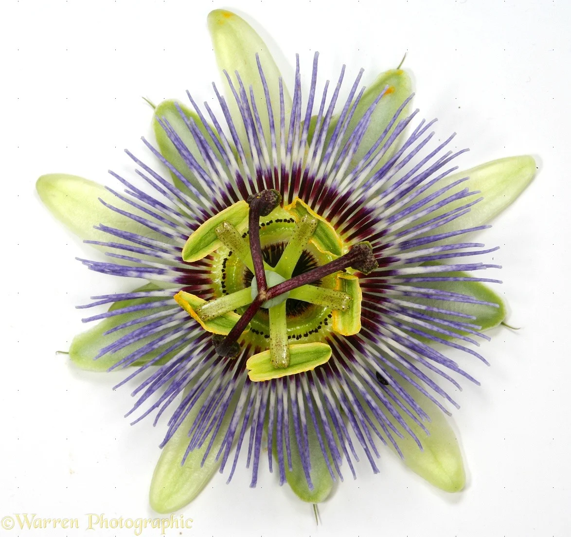 passionflower.jpg