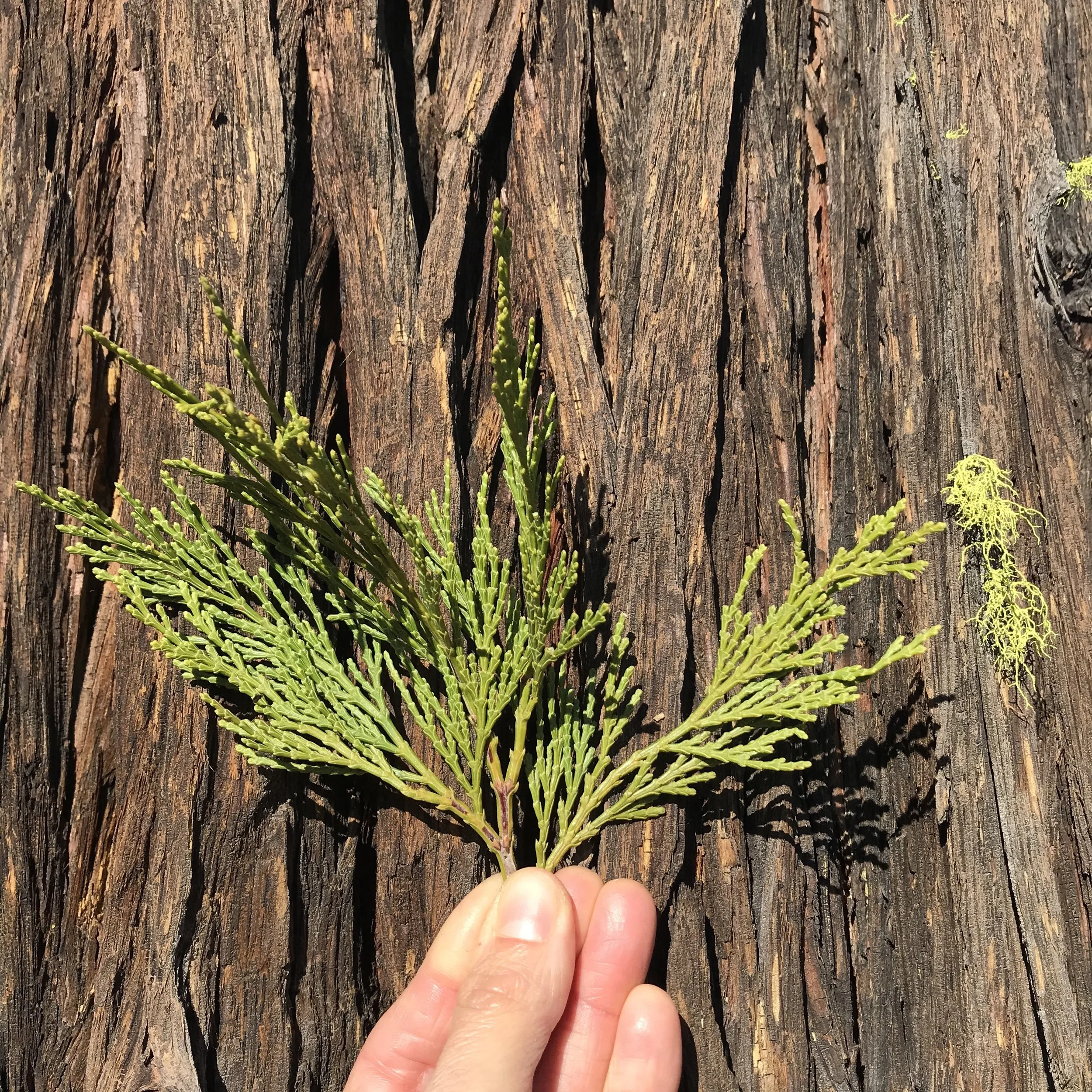 Freshly Wildcrafted Incense Cedar