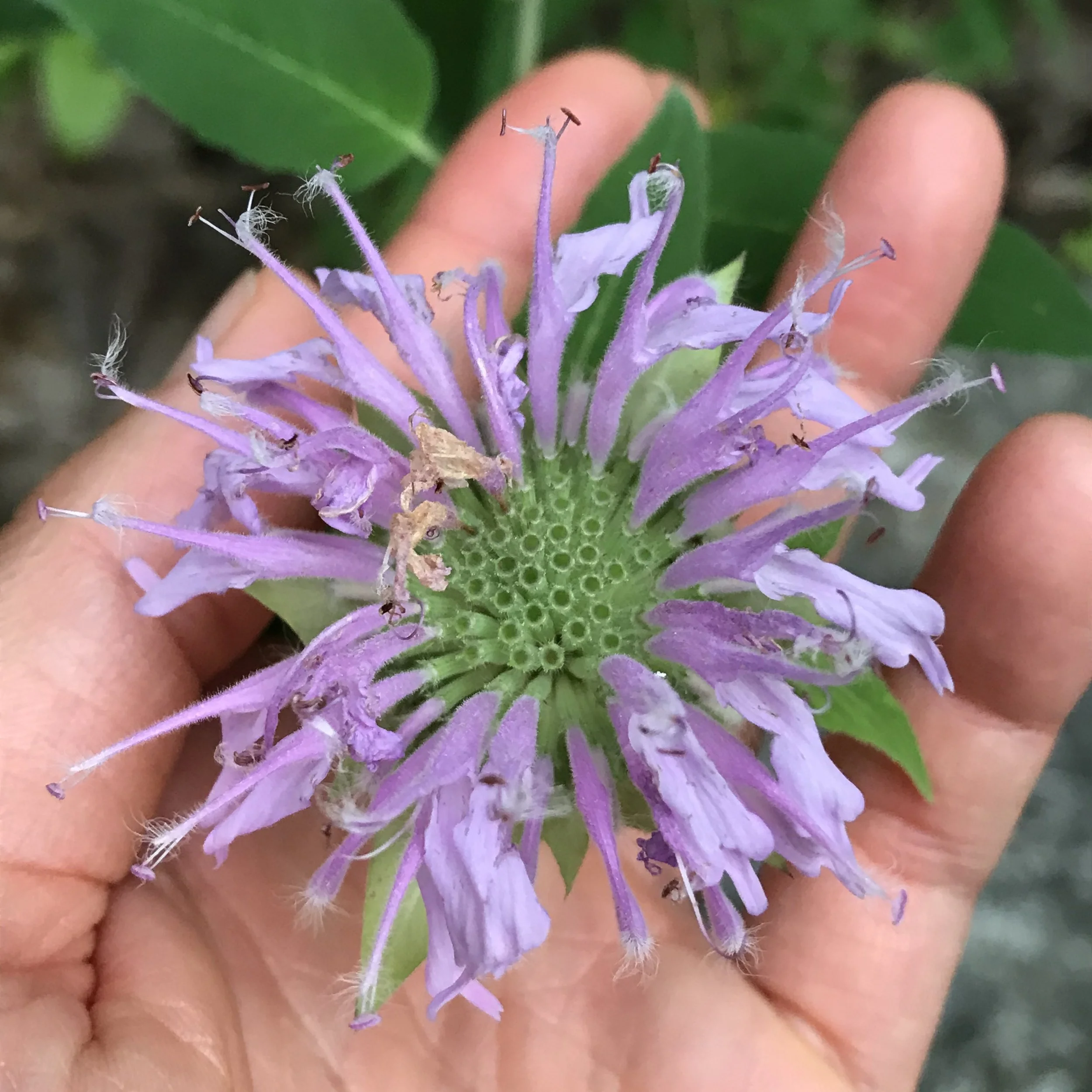 Why Fresh, Homegrown &amp; Wildcrafted Herbs Are The Way