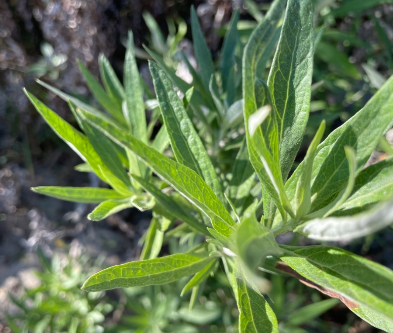 Fragrant Mugwort Wildcrafted & Dried