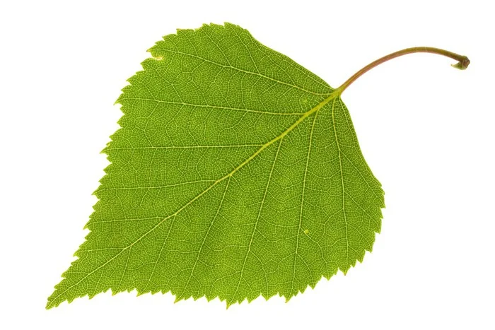 green_insulation.jpg
