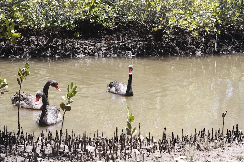 Competition Results for Week Ending September 15th 2018