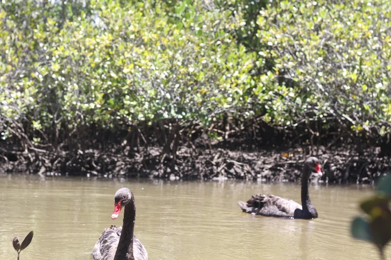 COMPETITION RESULTS FOR WEEK ENDING 05/05/2019