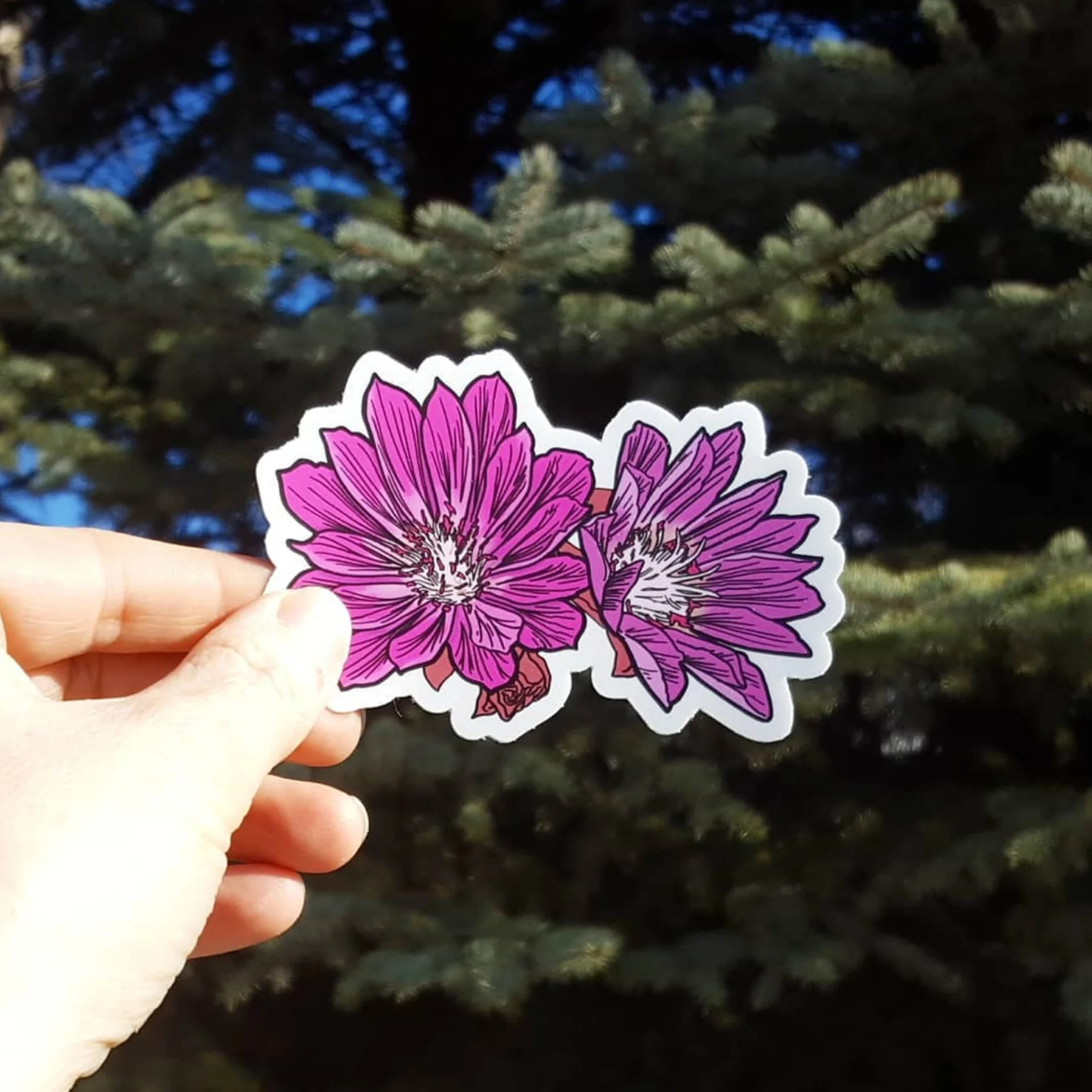 Bitterroot Sticker — CORVIDAE drawings & designs