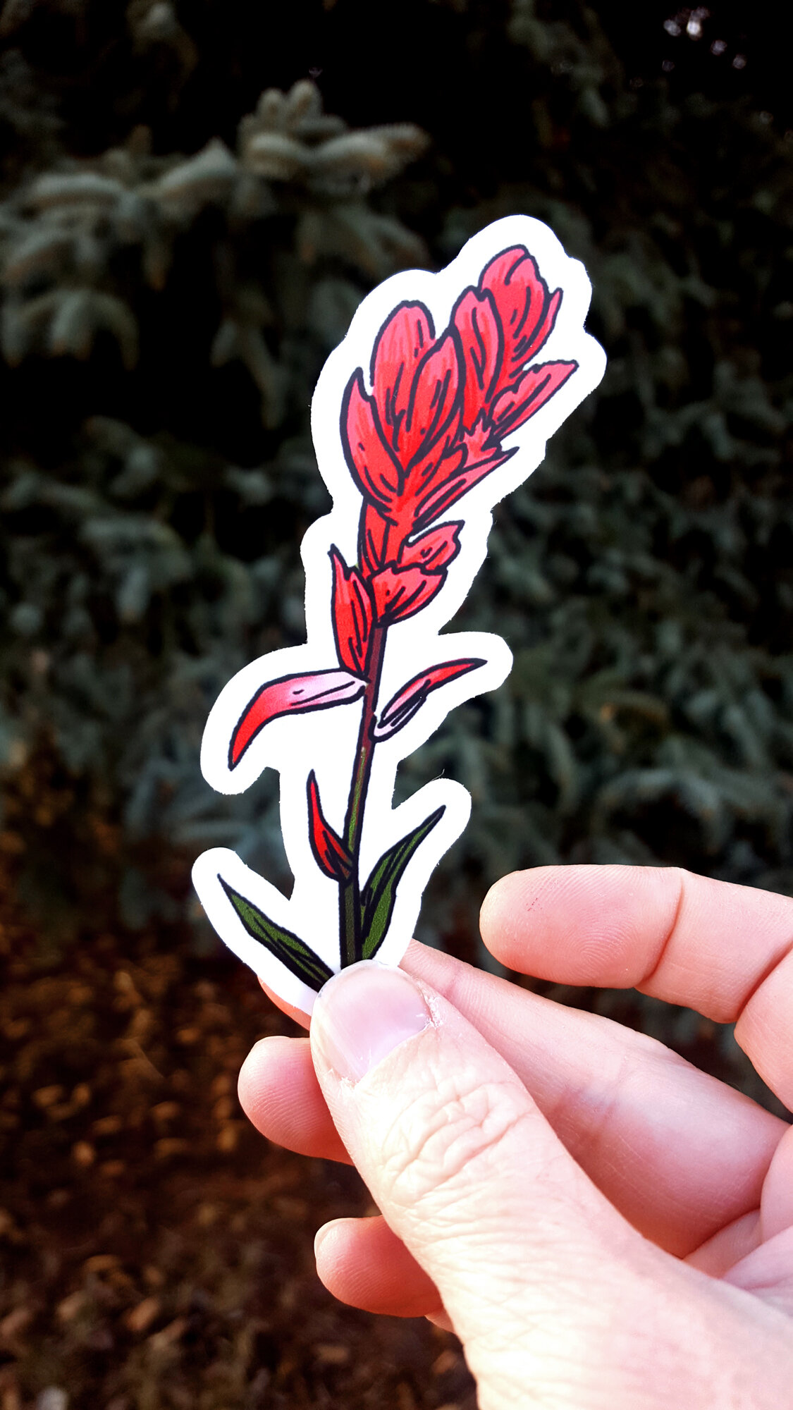 Corvidae - Sticker Indian Paintbrush (1).jpg