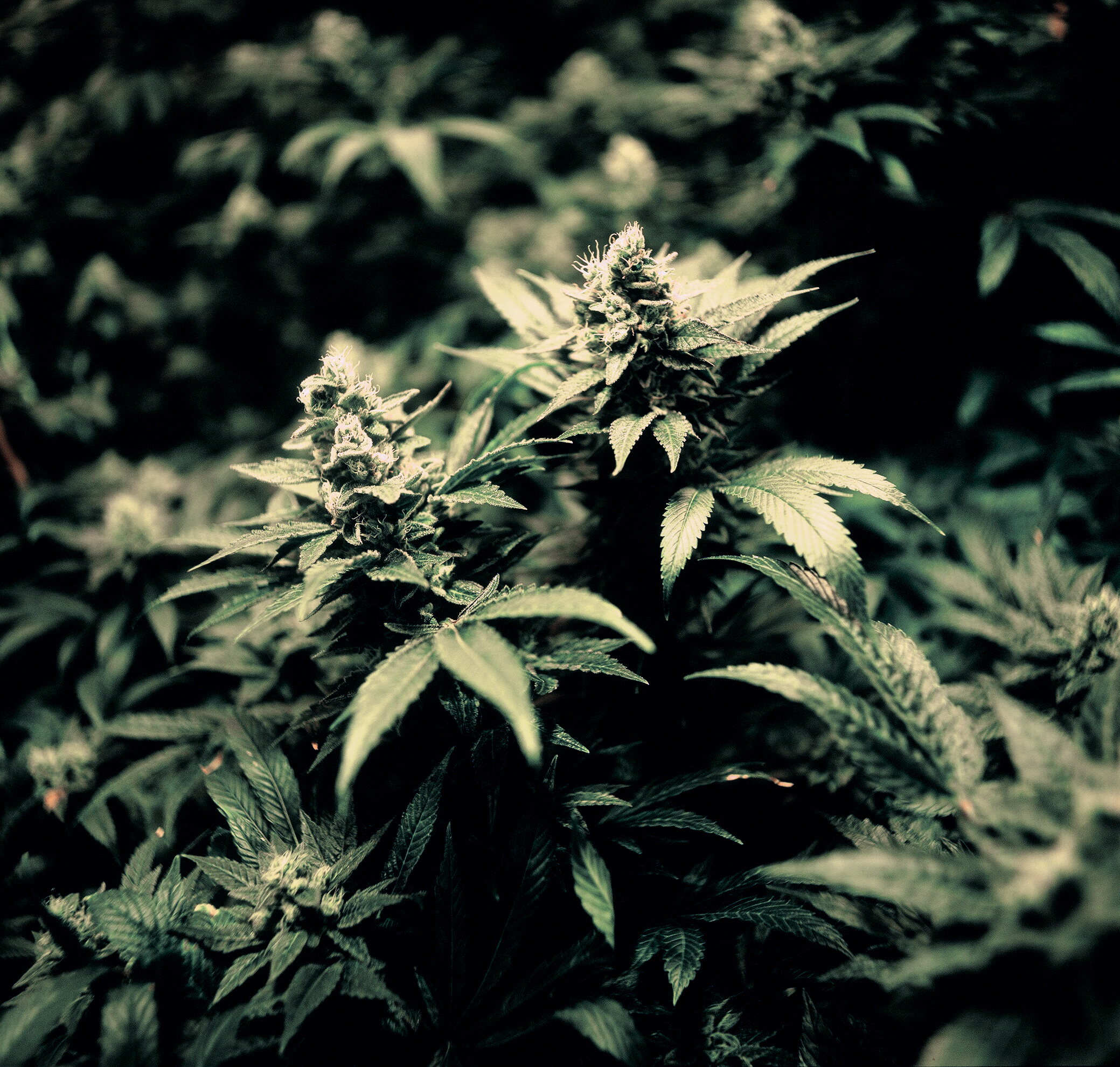 Ace's Place Recreational and Medical Cannabis / Marijuana Dispensary