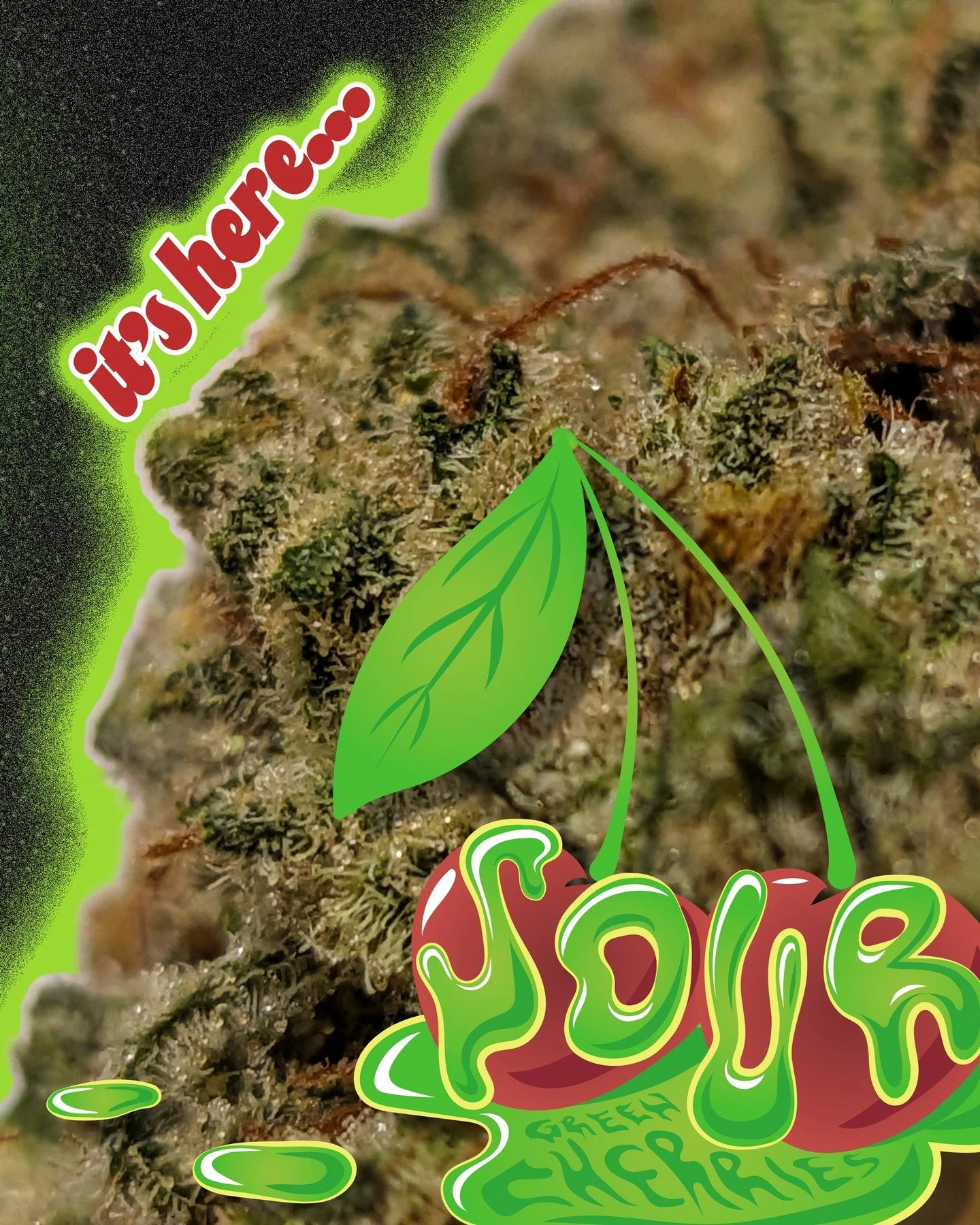 Our newest strain, Sour Green Cherries is finally here 🍒🪴 (see some progress shots here)

🍃

21+ only.
Nothing for sale.