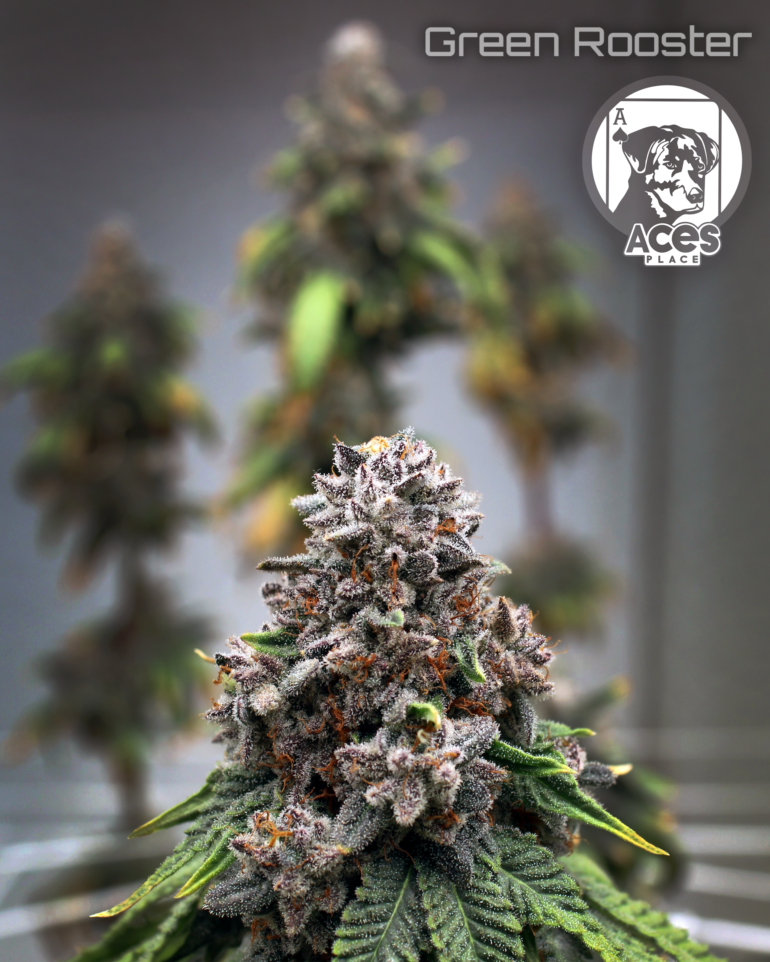ACES-StreetTart-Flower-Grow.png