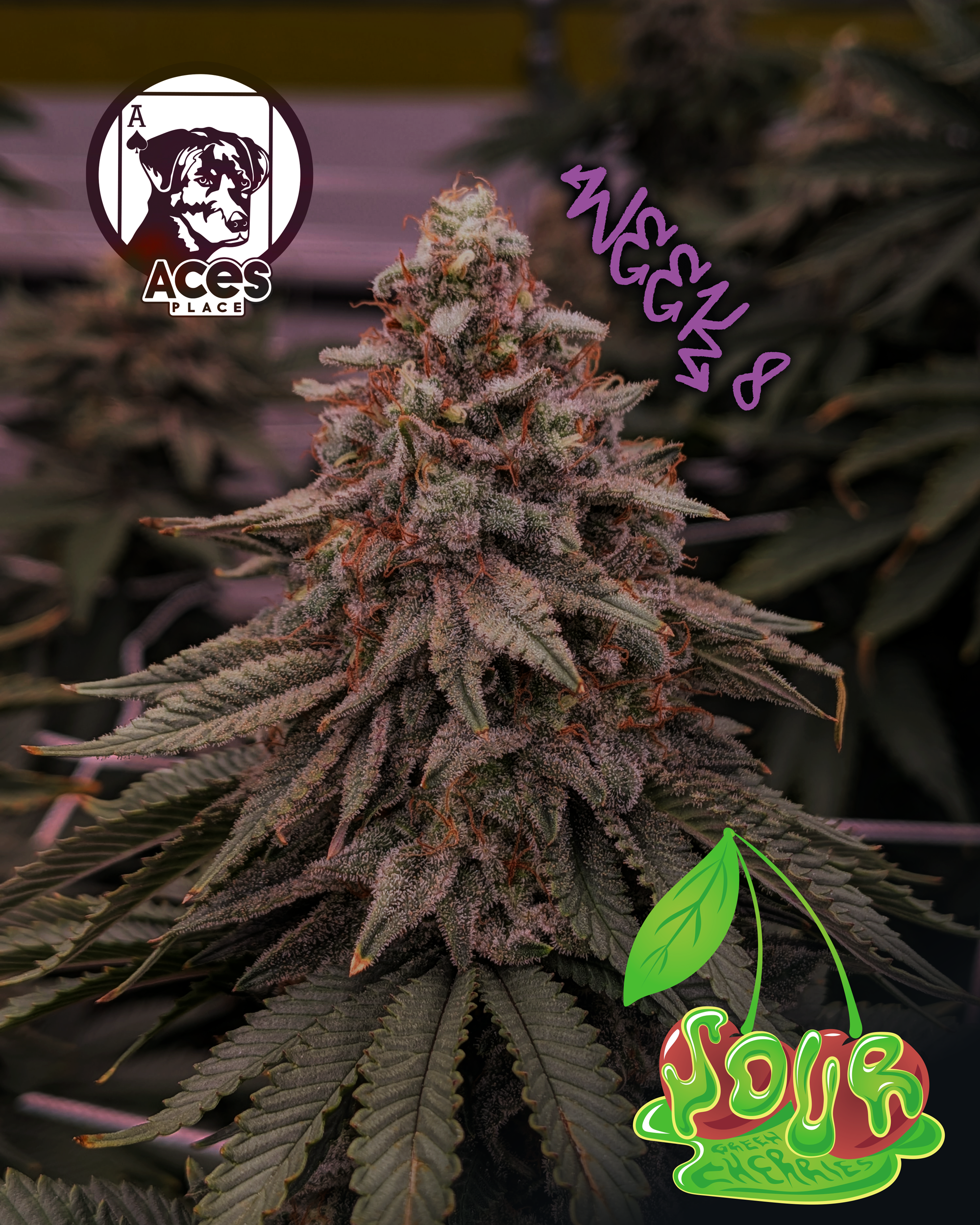ACES-sourgreencherriesweek8-social.png