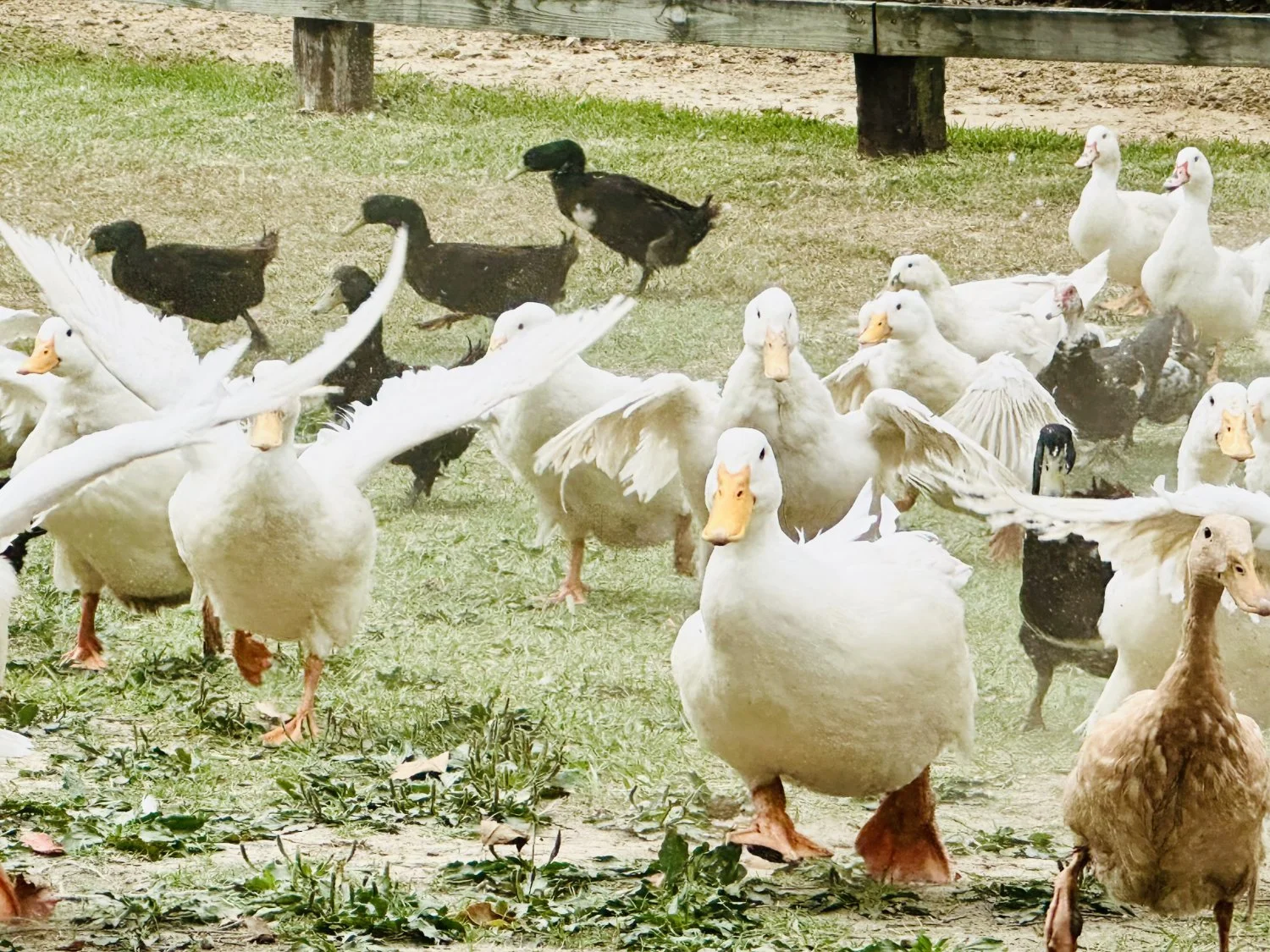 Duck parade