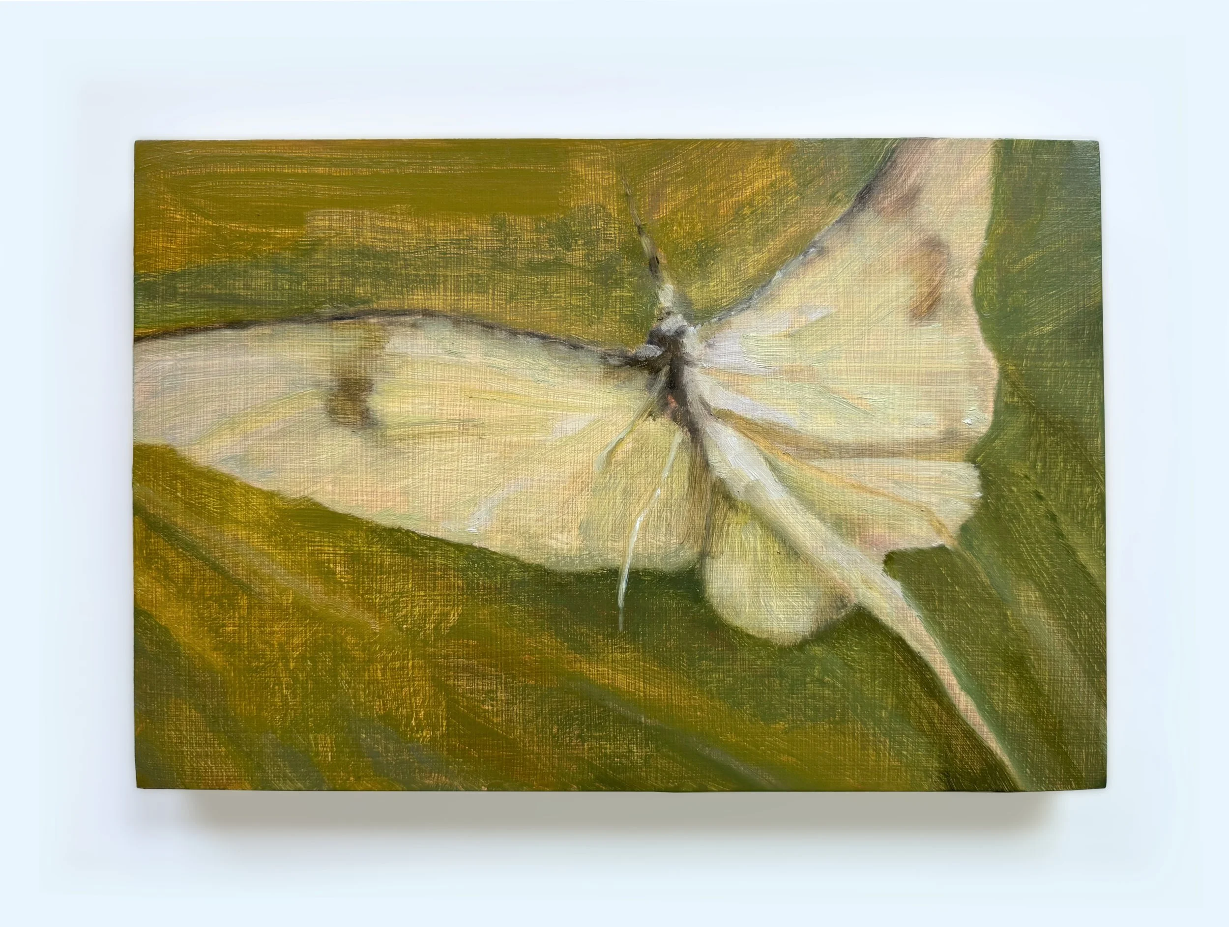 Mayfly, 2026