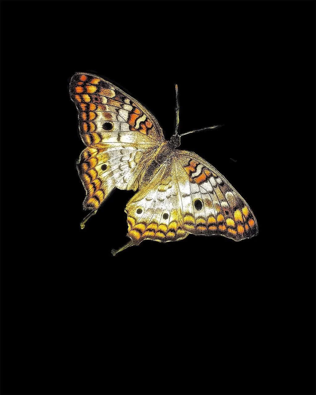 pfiefer butterfly no 9.jpg