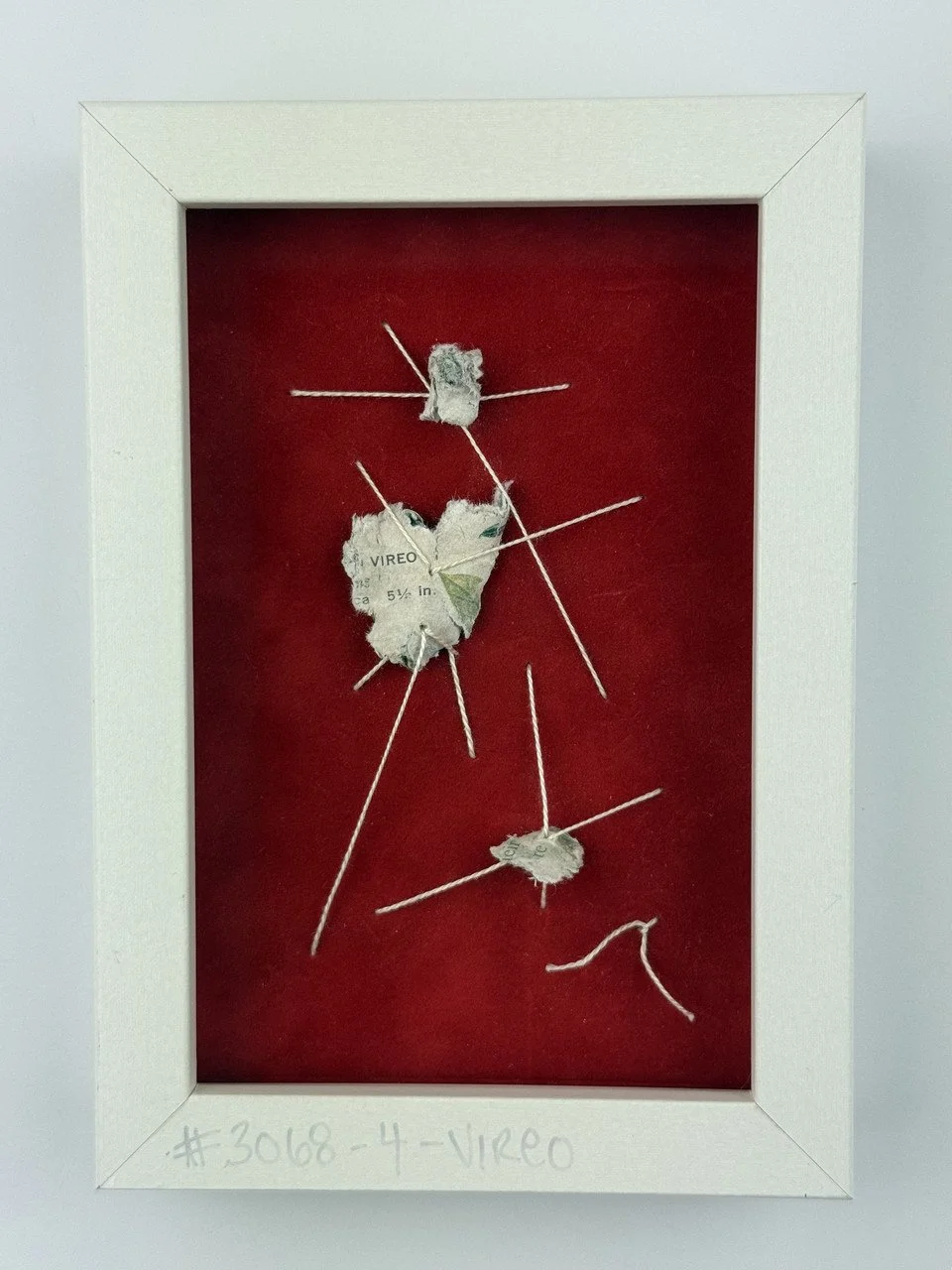 simmons 2068 4 vireo.jpg