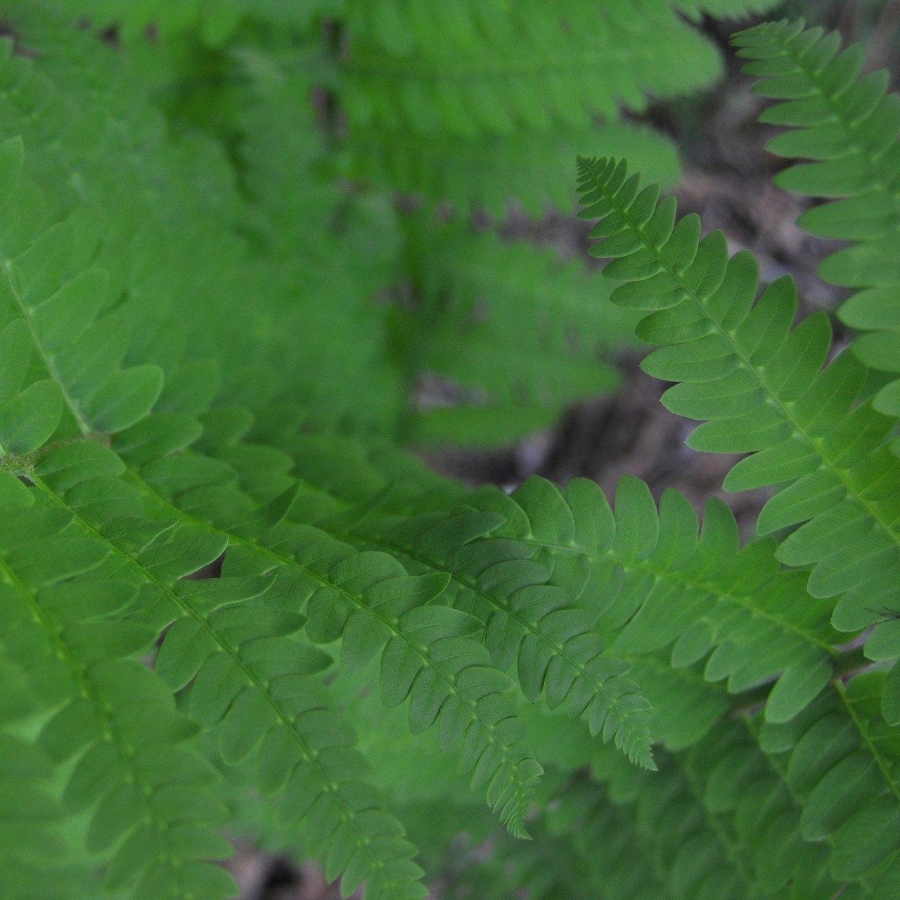 bauerle ferns.jpg