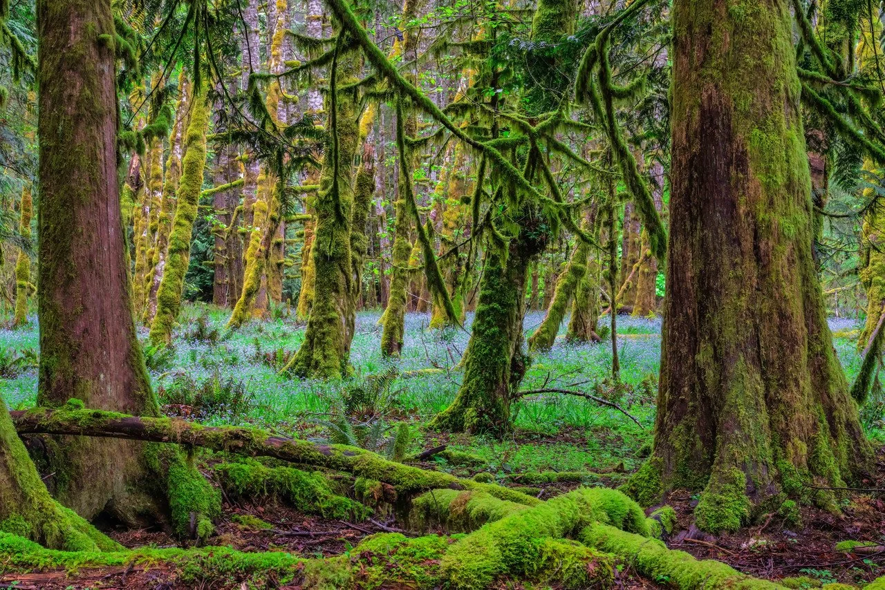 chandler fairyland fores.jpg