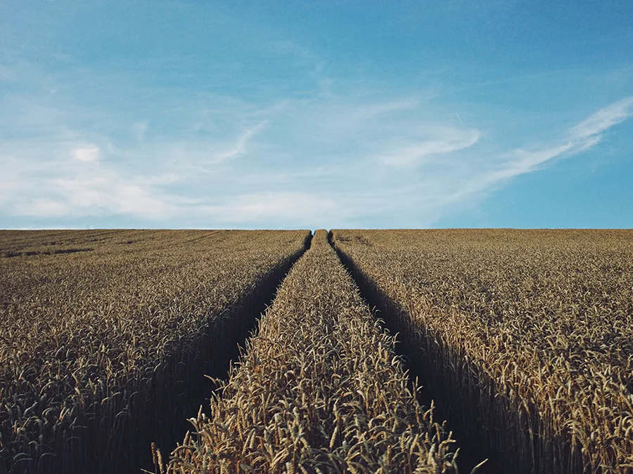 rasmus-landgreen-697-unsplash-small.jpg