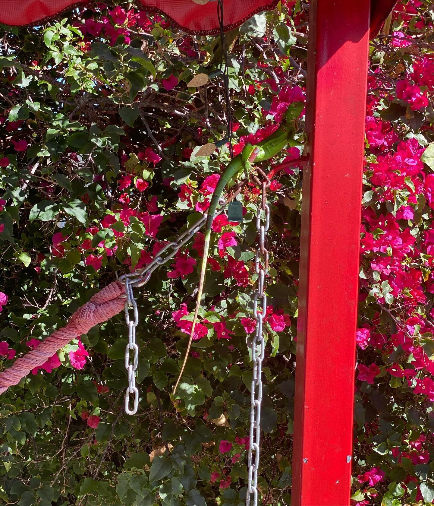 My sisters backyard has always been my little oasis. My own private nook of nature. I always say I&rsquo;m a dolphin but I think my land form is a chameleon similar to the iguana 🦎 in the picture. One must learn to adapt....it&rsquo;s a journey. Fol