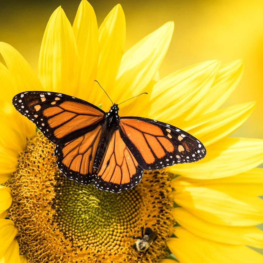A&M-Texarkana to Host Master Gardener Event