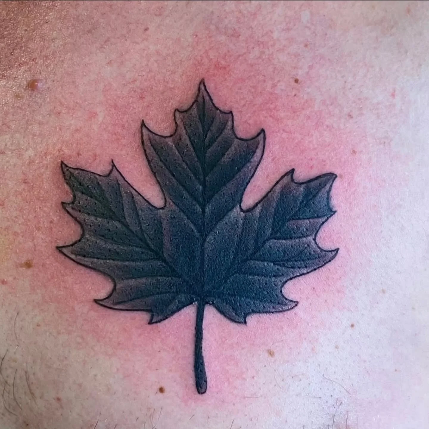 Beautiful maple leaf by @keithmullintattoos
This was a cover-up over an old Canadian flag. Swipe to take a look at the original. 

Can't wait to see this one all healed up!
.
.
.
Raven's Head Tattoo 
242 Dundas Street 
London Ontario 
519-601-2400

#