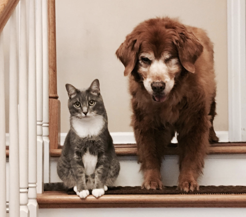 Mill Town Veterinary Clinic