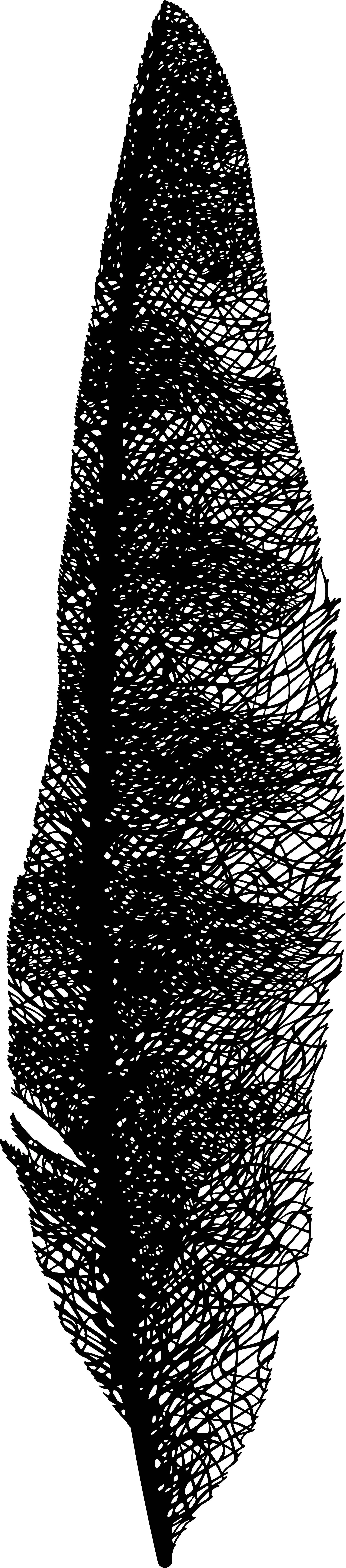 Feather_Oct30_FT.jpg