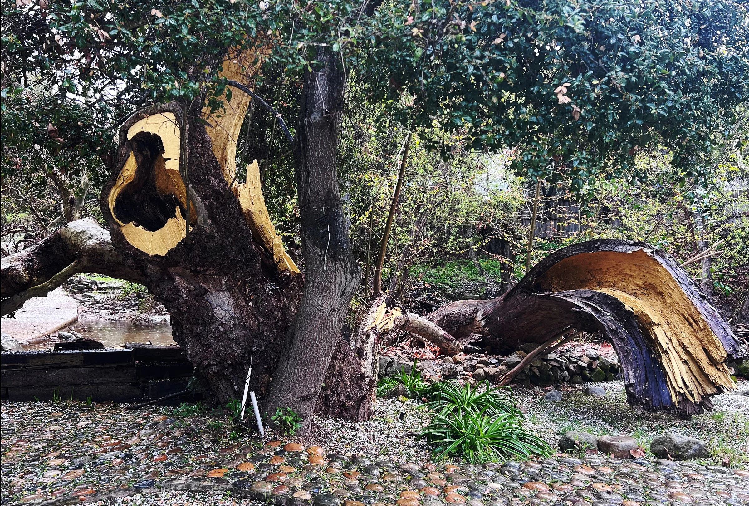 Web-Kintsugi tree-V2.jpg