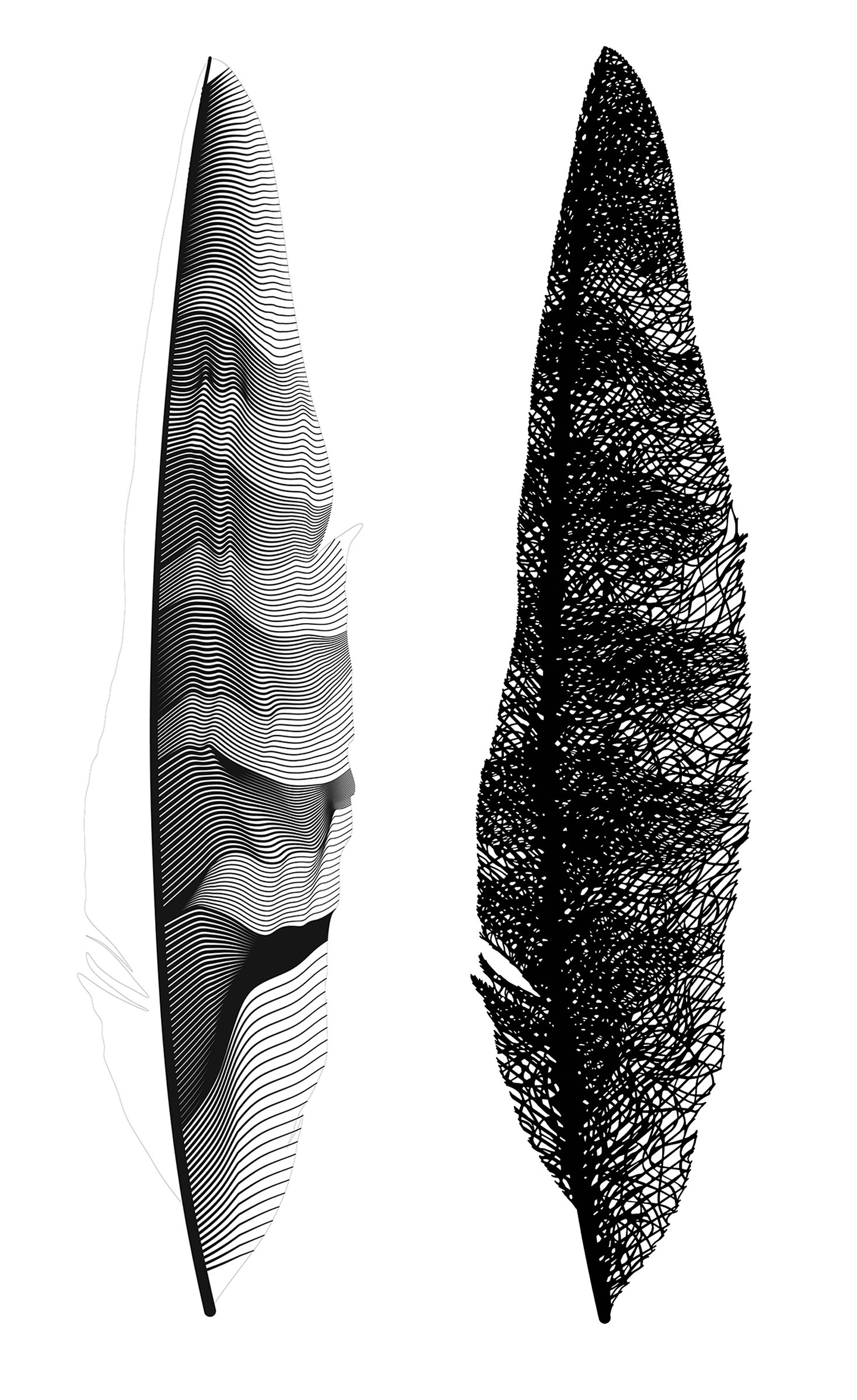 Feathers-bimcry.jpg