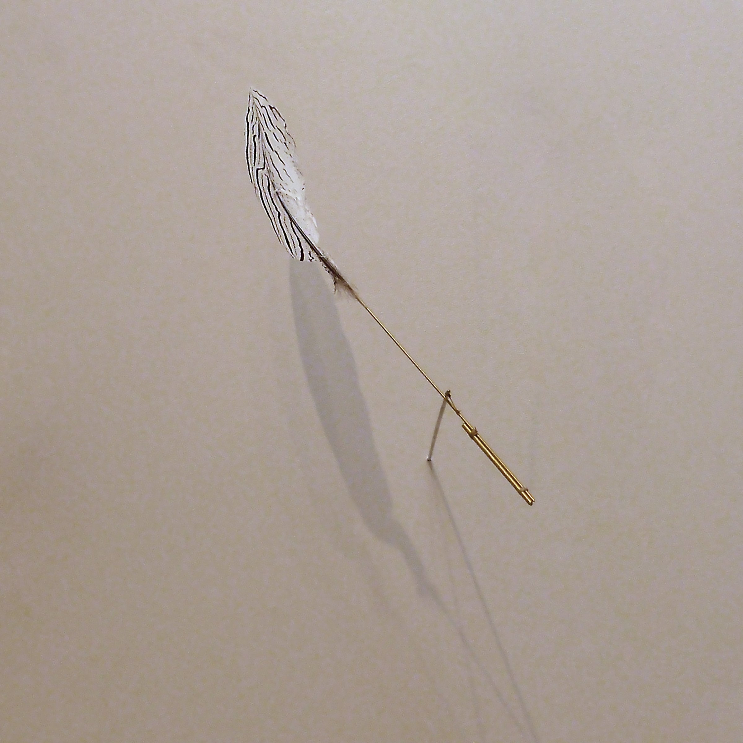 Chukar Feathering